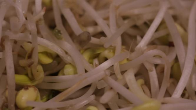 绿豆芽嫩豆芽