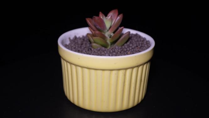 胧月多肉植物盆栽绿植