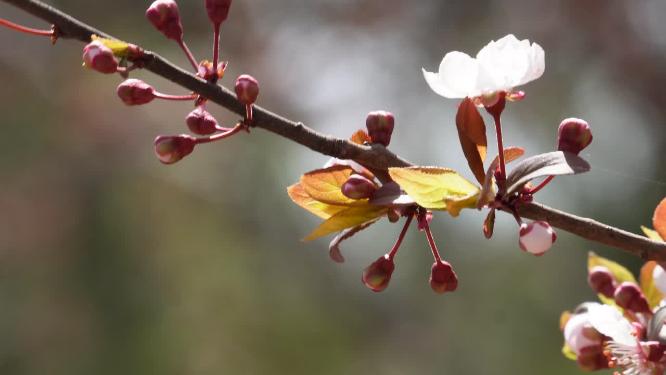 腊梅梅花樱花鲜花