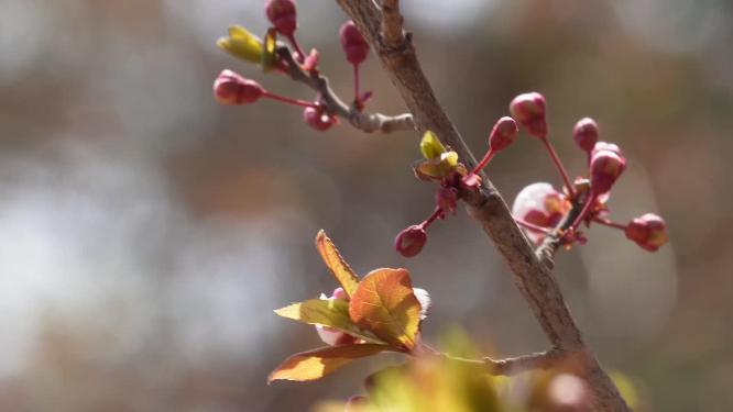 腊梅梅花樱花鲜花