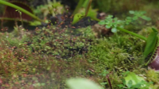 苔藓热带植物捕蝇草雨林造景