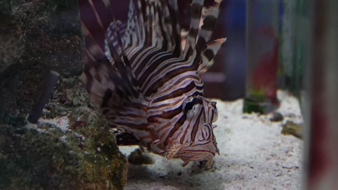 蓑鲉狮子鱼深海鱼类观赏鱼