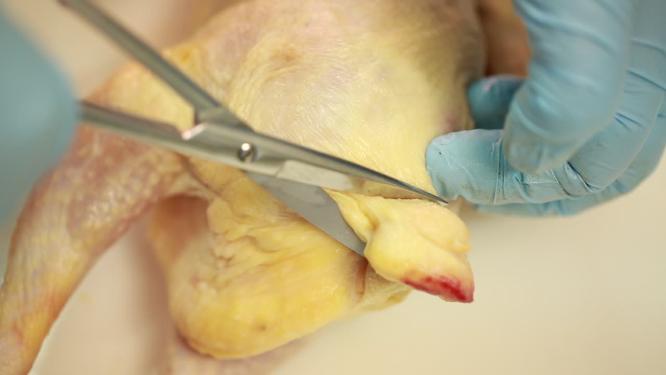 解剖肉鸡尾脂腺淋巴系统细菌