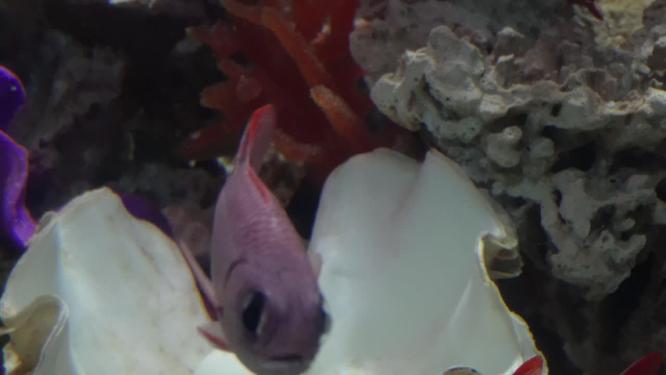 金鳞鱼大眼仔海水鱼观赏鱼