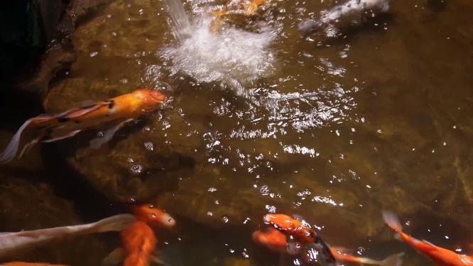 锦鲤鲤鱼富贵鱼池水池