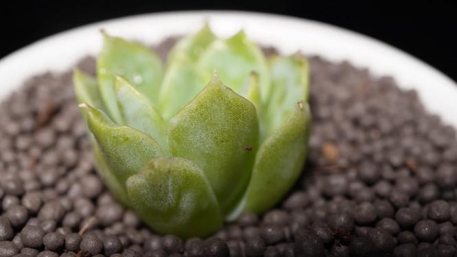 麦秆多肉植物盆栽绿植