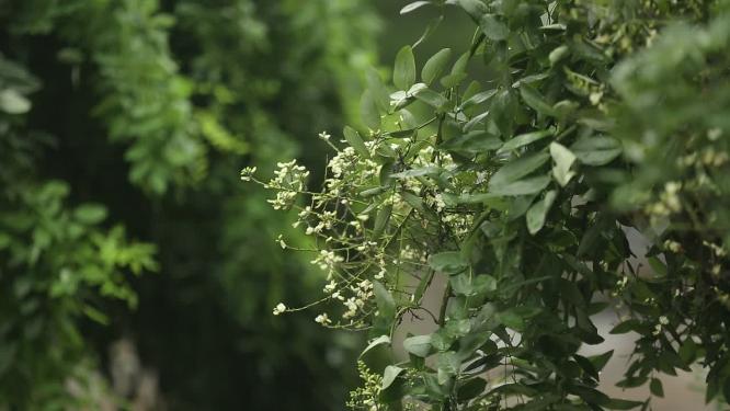 下雨植物叶子滴水绿叶天空