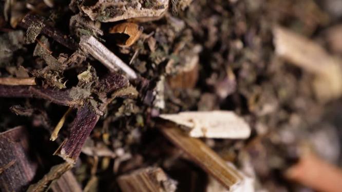 豨签草中药中草药中医药材