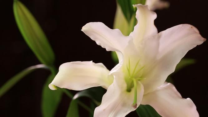 鲜花家居装饰百合花