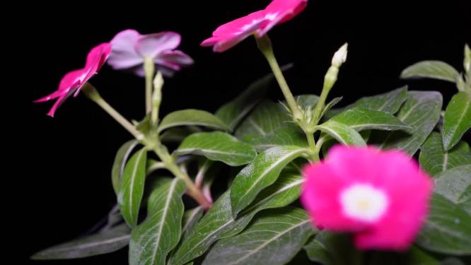 鲜花花朵野花盆栽腊梅刺玫绿植