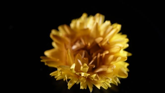 小雏菊干花脱水鲜花黄色干花