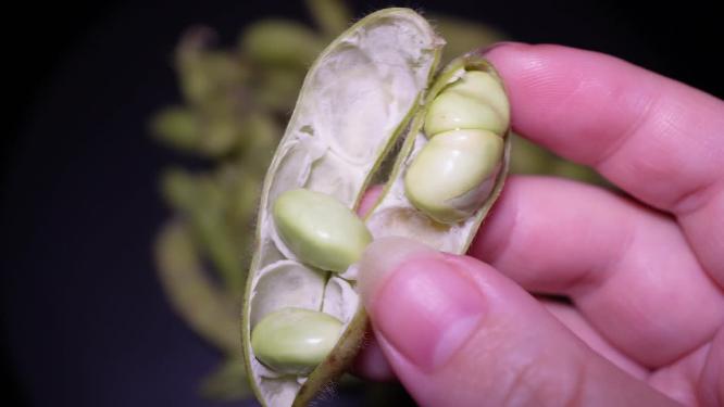 【镜头合集】剥毛豆下酒菜时令小菜