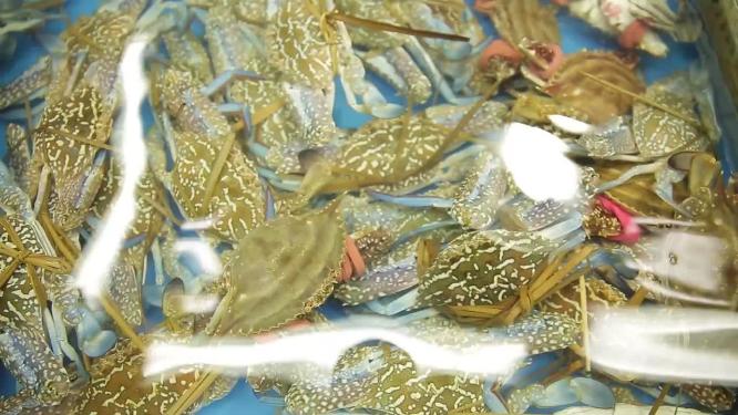 【镜头合集】市场里的鲜活梭子蟹兰花蟹