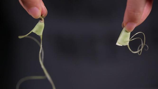 【镜头合集】择菜挑选处理白不老豆角