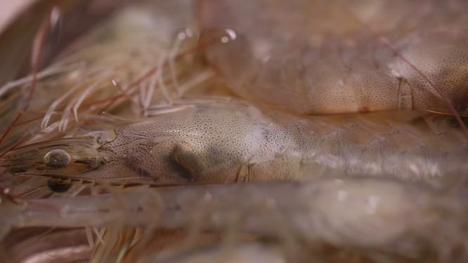 【镜头合集】新鲜的大虾海虾虾线