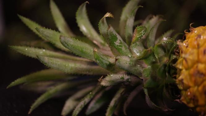 【镜头合集】水果菠萝凤梨的各部分