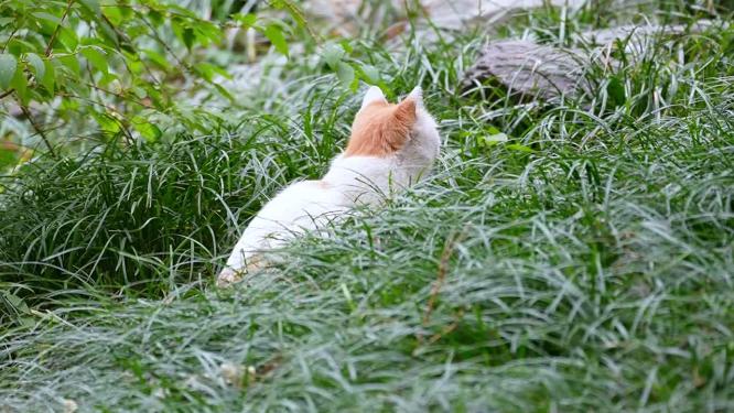 【镜头合集】草丛公园里的流浪猫野猫流浪动物