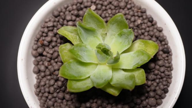 【镜头合集】贝瑞杂多肉植物盆栽绿植
