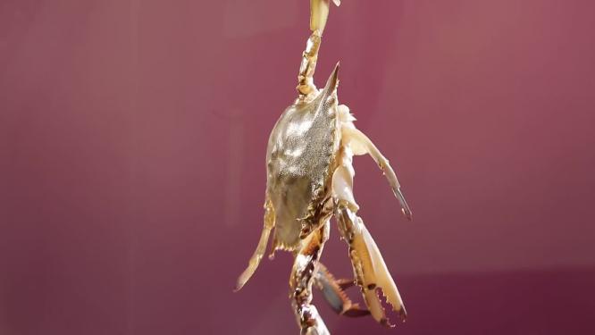 【镜头合集】飞蟹海蟹梭子蟹海鲜食材