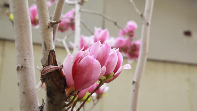 玉兰花桃花鲜花春季开花