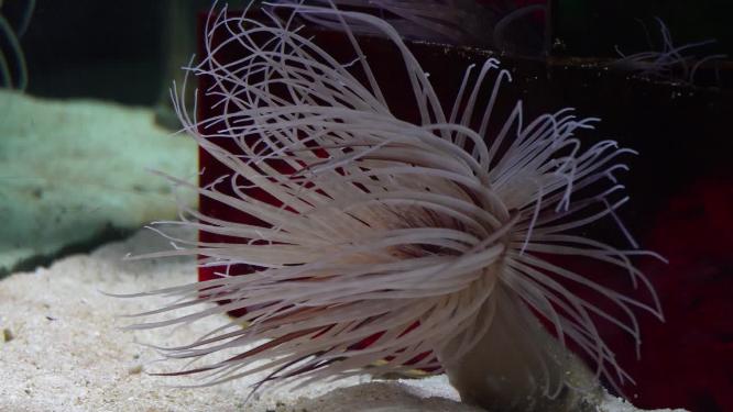 长长的触手海葵珊瑚海洋生物