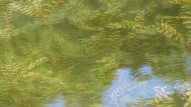 鱼苗小鱼野生鱼类麦穗鱼池塘水沟水下水草