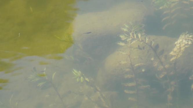 鱼苗小鱼野生鱼类麦穗鱼池塘水沟水下水草