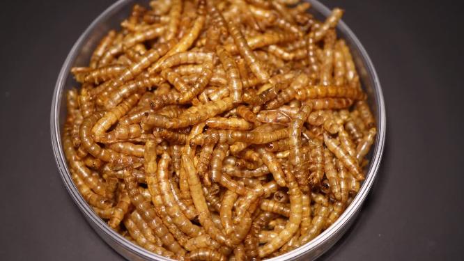 冻干面包虫干大麦虫宠物饲料
