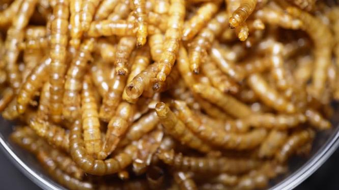 冻干面包虫干大麦虫宠物饲料