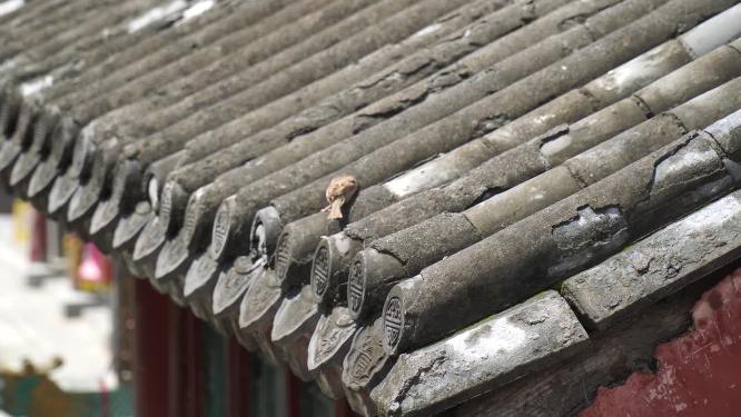 古建筑灯笼上房檐下的小麻雀