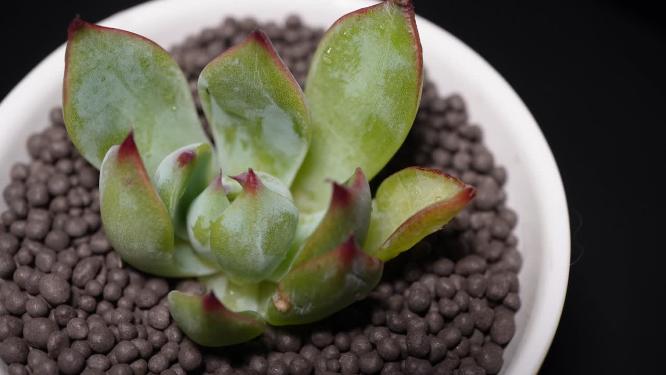 吉娃娃多肉植物盆栽绿植
