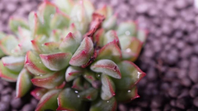 女雏多肉植物盆栽绿植