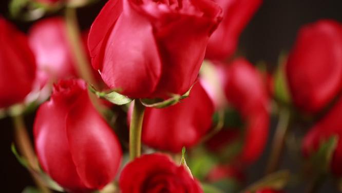 家具生活品味装饰爱情表白红玫瑰花