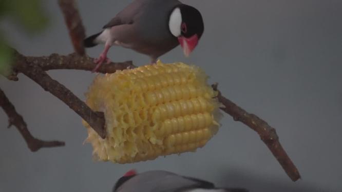 山雀吃玉米进食小鸟鸟类