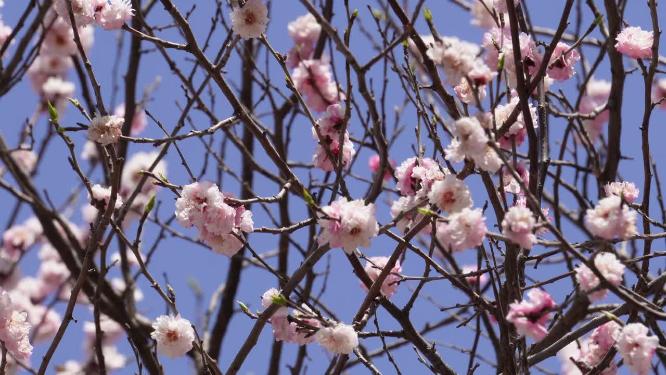 春季花朵鲜花粉色桃花