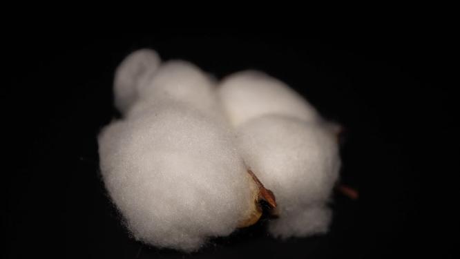 棉花棉桃经济作物棉花籽