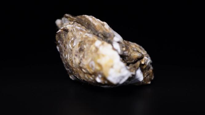没有打开的生蚝牡蛎贝壳海蛎子壳