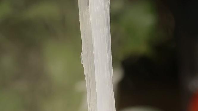 泡发后的粉丝