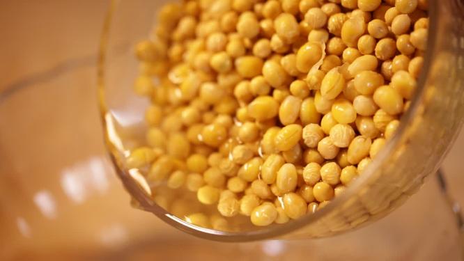 泡黄豆豆嘴发豆芽黄豆胚芽