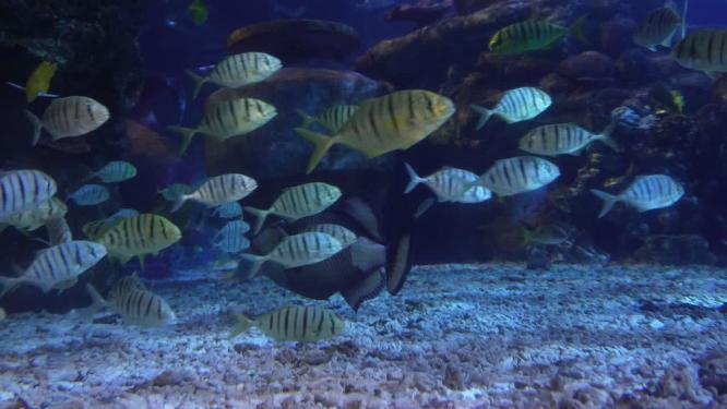 海底神秘深海世界海洋生物