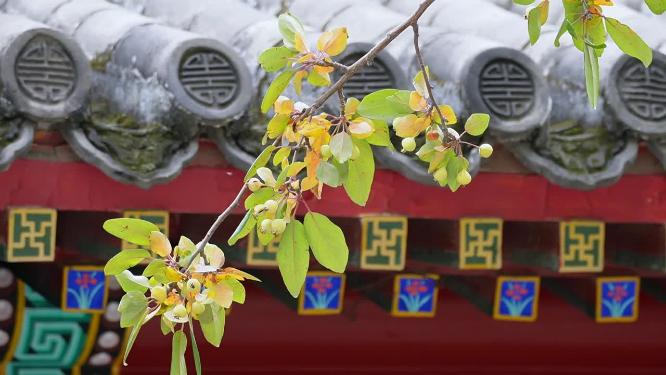 海棠果山楂果秋冬结果植物老北京山楂树古建筑