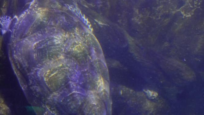 海洋馆大海龟海洋生物