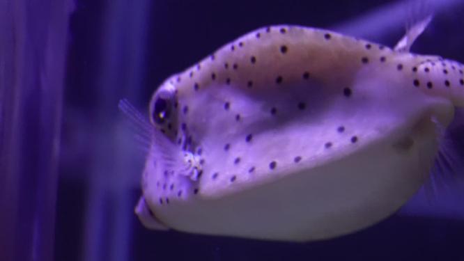海缸水族河豚观赏鱼