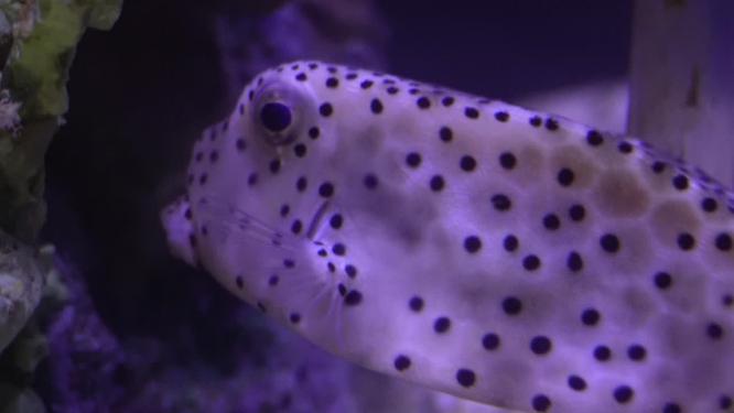海缸水族河豚观赏鱼