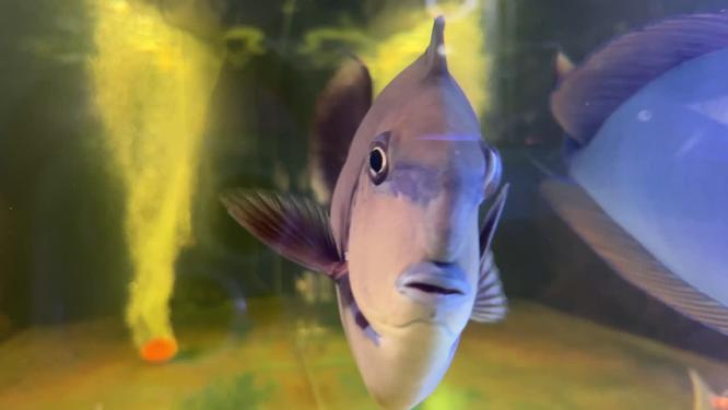 海缸水族馆海水鱼深海鱼海底世界