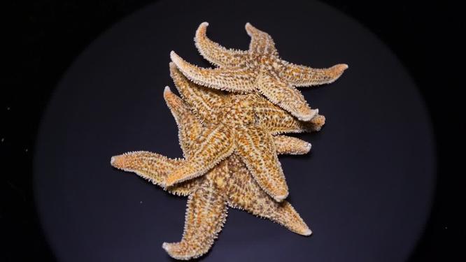 海星干脱水海星