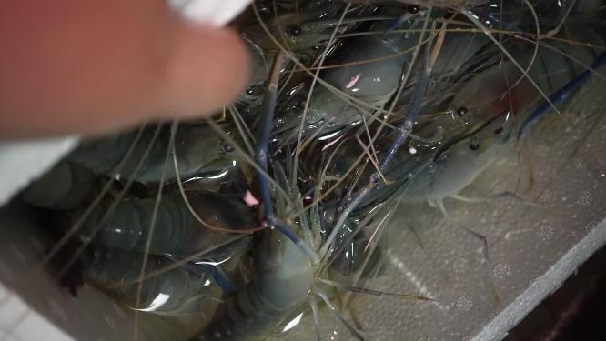 清洗美食大头虾罗氏虾海鲜