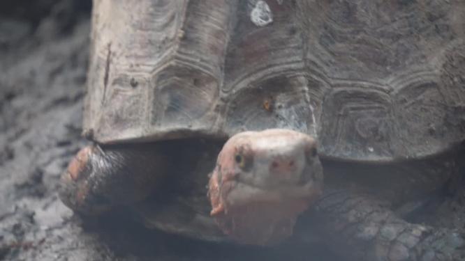 爬行动物象龟宠物龟长寿坚硬外壳