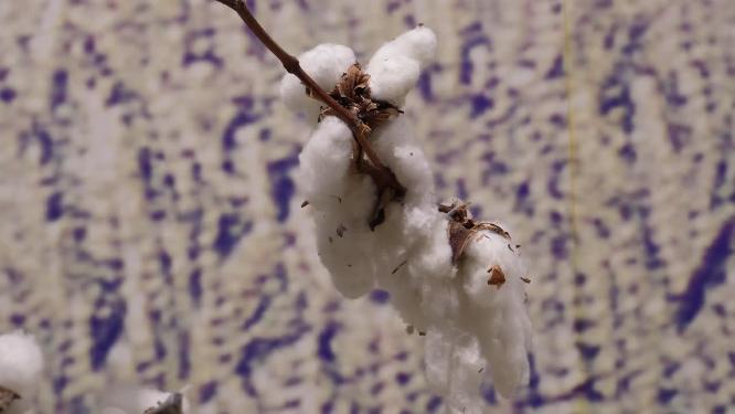经济及作物棉花棉桃