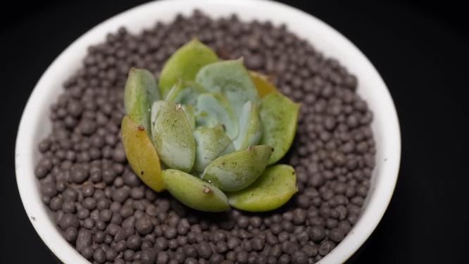 范女王多肉植物盆栽绿植